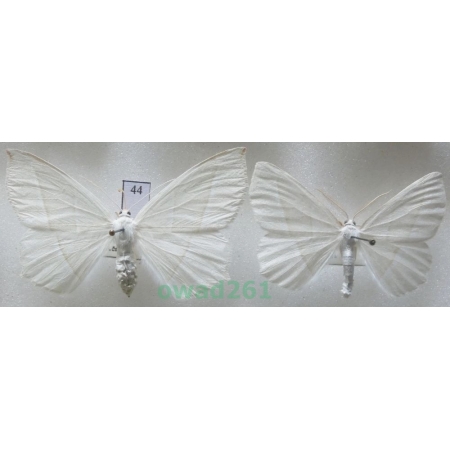Campaea margaritaria (Linnaeus, 1761) pair Czech44